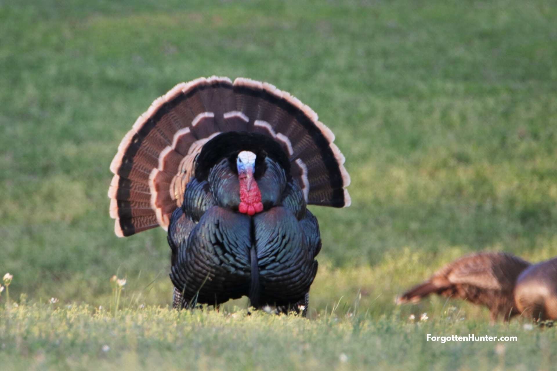 the Best Time for Turkey Hunting, Some Tips for the 2020 Season