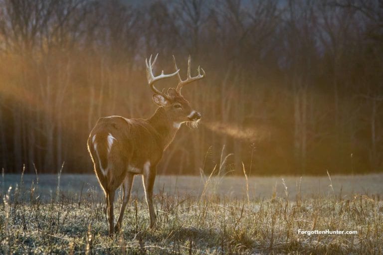 Featured Image for 13 Best Deer Hunting Tips