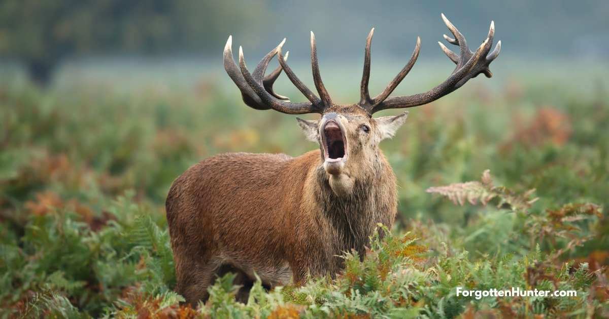 13 Best Deer Hunting Tips 5 Deer Calling