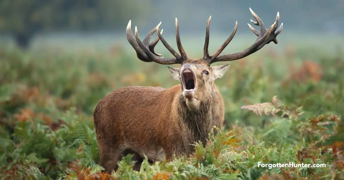 13 Best Deer Hunting Tips 5 Deer Calling