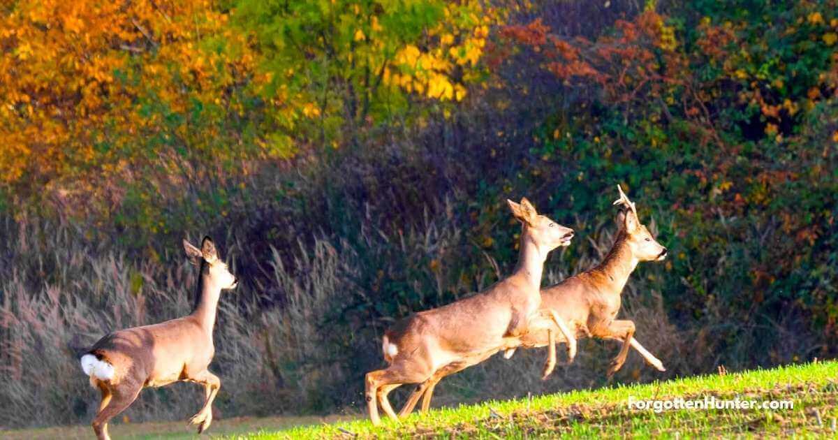 13 Best Deer Hunting Tips 2 Deer Running Away