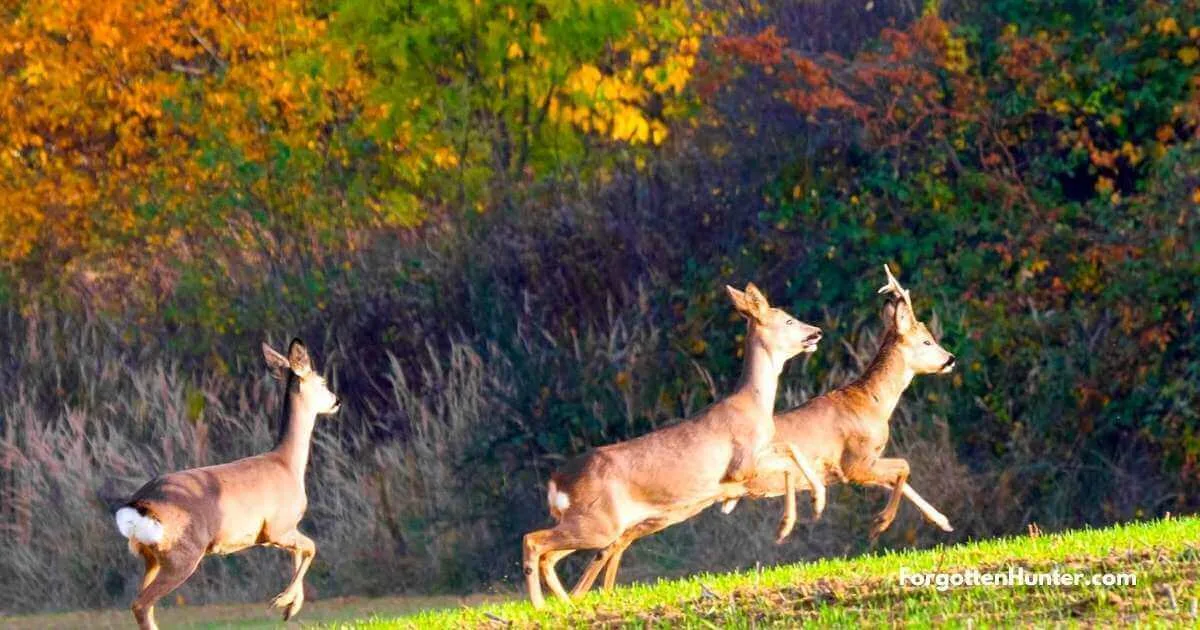 13 Best Deer Hunting Tips 2 Deer Running Away