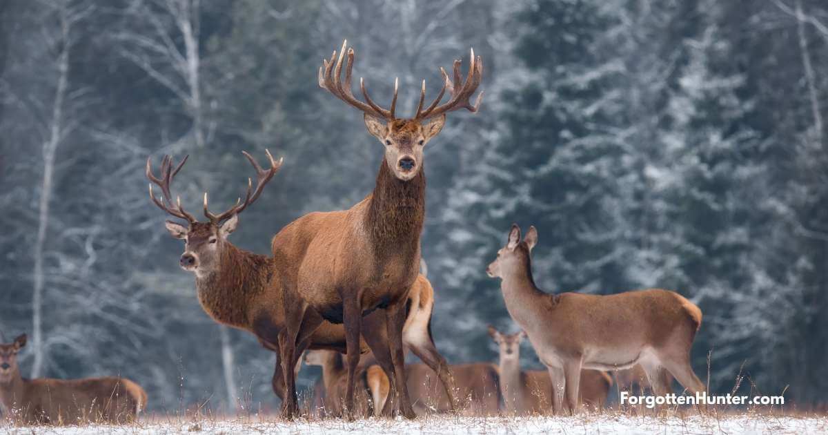 13 Best Deer Hunting Tips 3 Deer Staring at Danger
