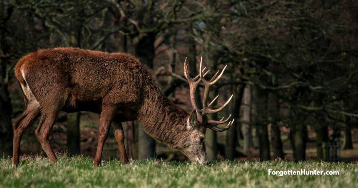 13 Best Deer Hunting Tips 4 Grazing deer