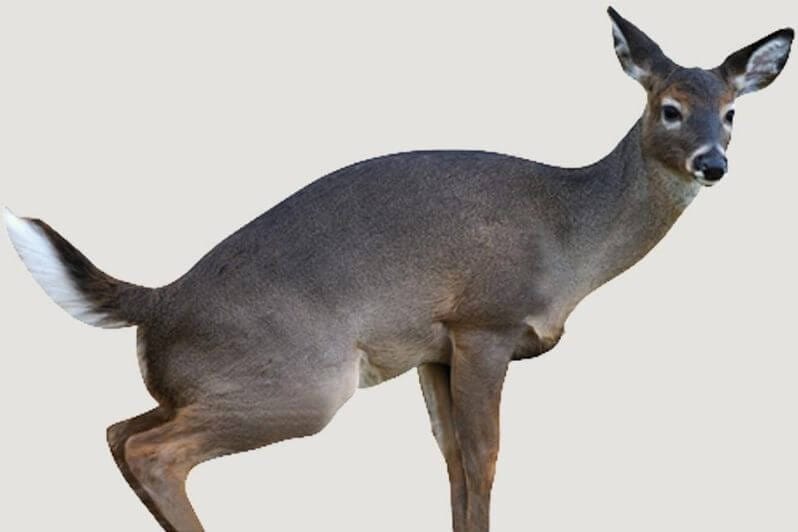 The 5 Best Deer Decoys for 2022 Field Tested – Buyer’s Guide 9 Montana Estrus Betty