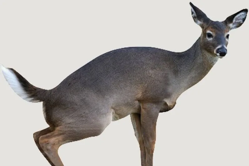 The 5 Best Deer Decoys for 2022 Field Tested – Buyer’s Guide 10 Montana Estrus Betty