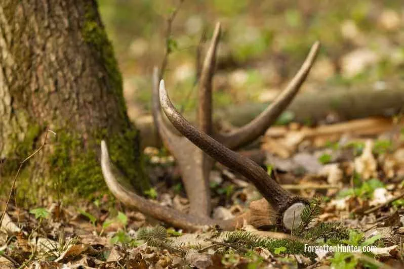 Top 4 Reasons Why Maine Should Be Your Next Shed Hunting Destination & How to Get Started 2 Successful Shed Hunting Trip
