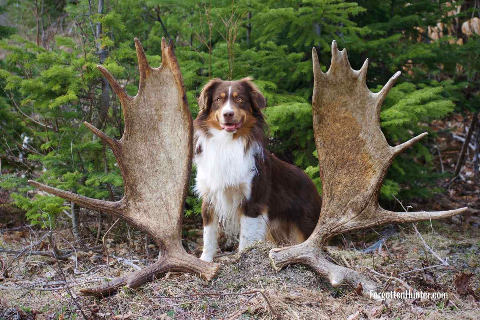 Top 4 Reasons Why Maine Should Be Your Next Shed Hunting Destination