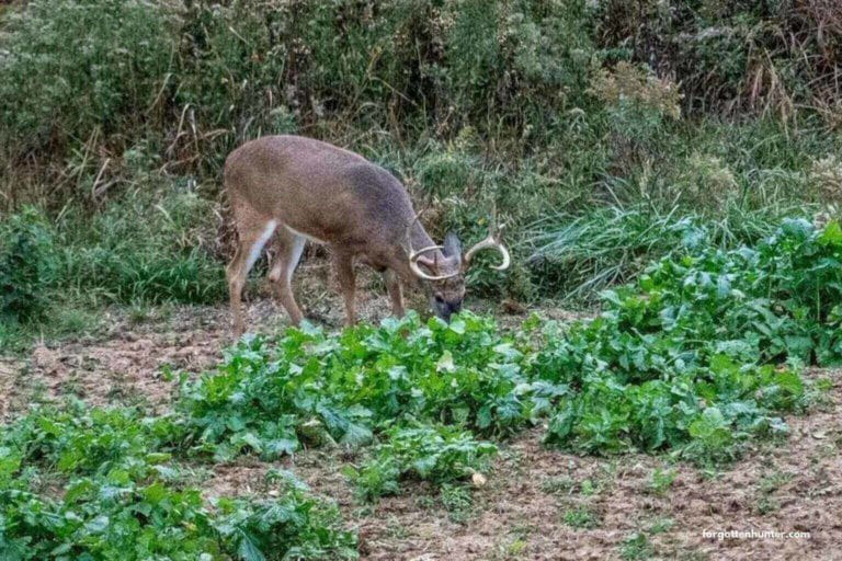 Best Deer Food Plot Mixes for 2022 [annuals & Perinneals] – Buyer’s Guide