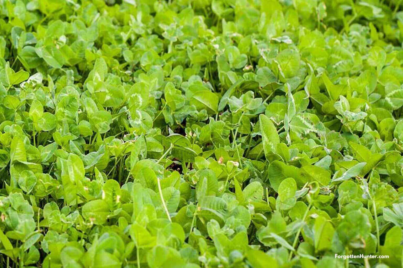 Outsidepride Clover King 